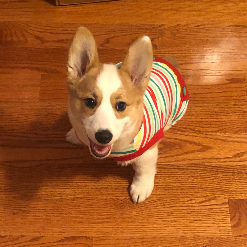 Dog Clothes size Small
